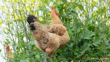 农村散养母鸡吃食特写实拍镜头
